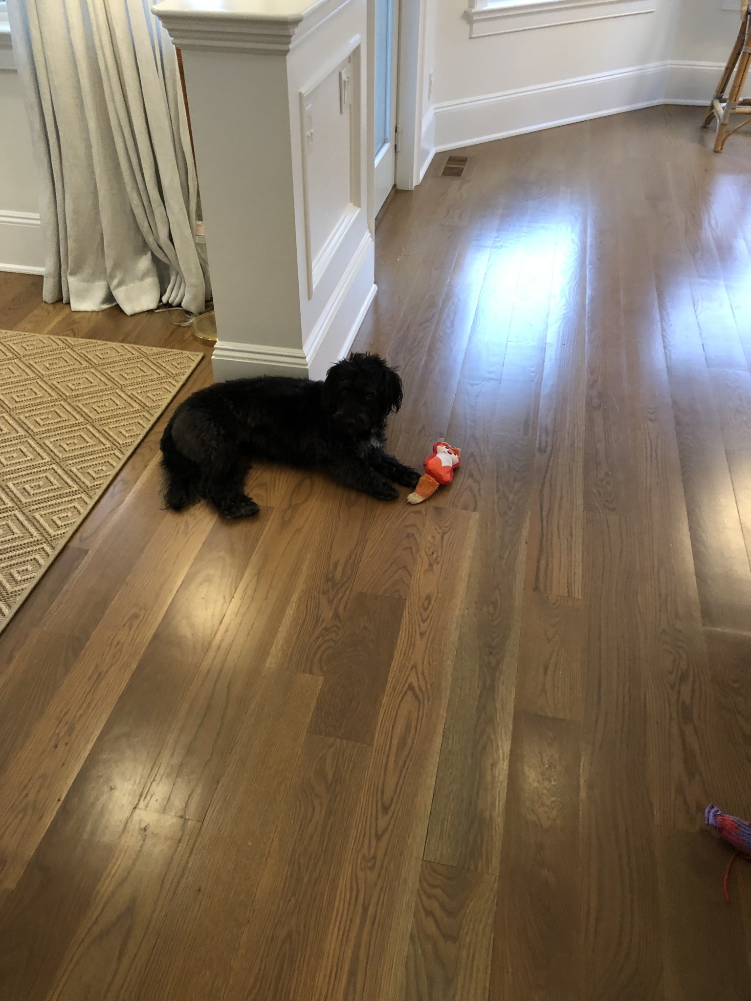 Made a new friend at work today. Hudson and his chewy!