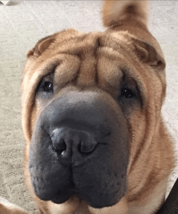 Images Premier Pack Dog Training And Behavaior Solutions