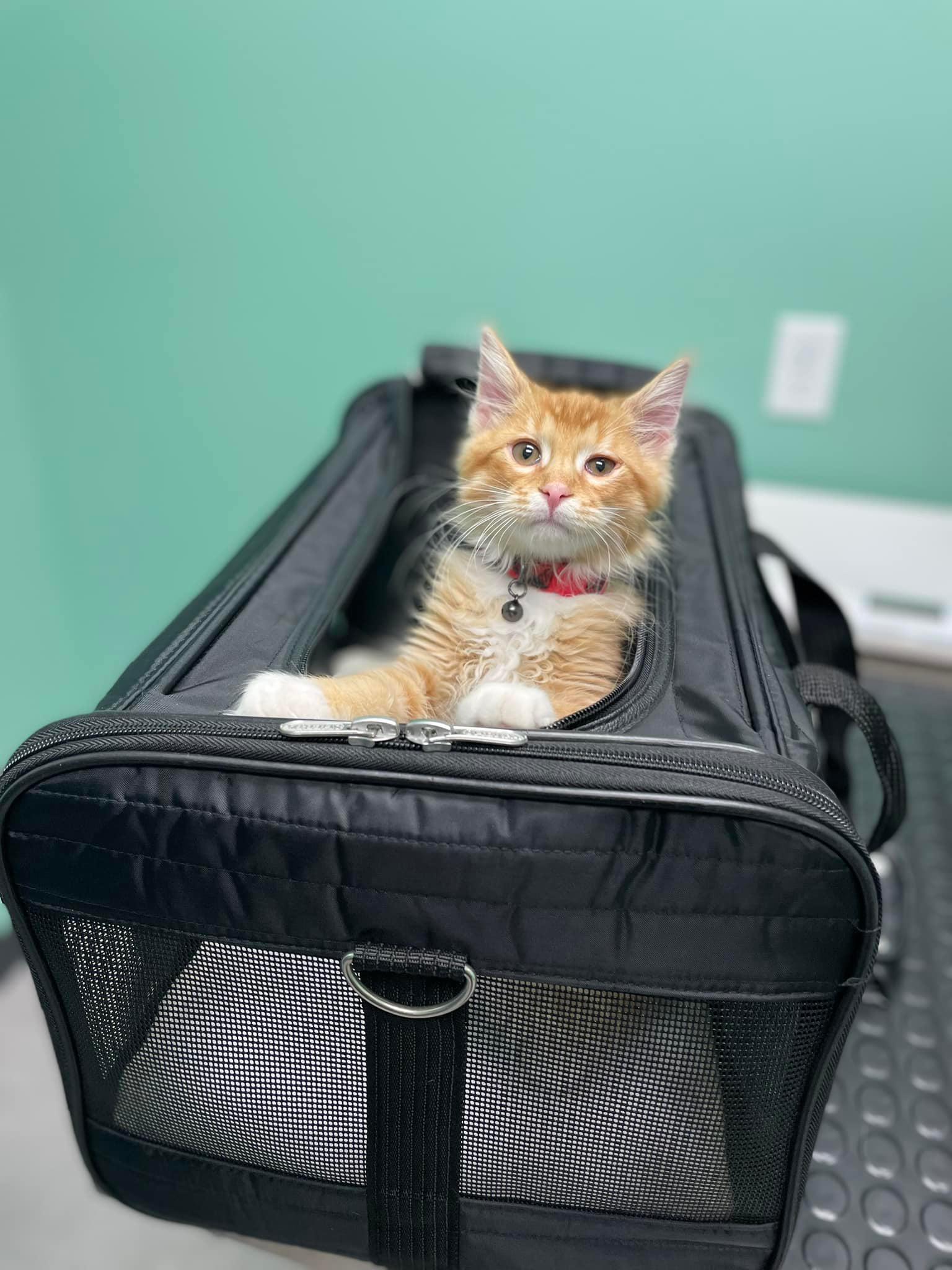 Kitten peaking out of her carrier ready for her veterinary appointment