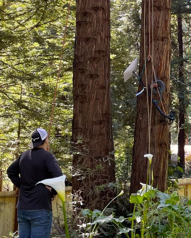 Images La Sirenita Tree Service