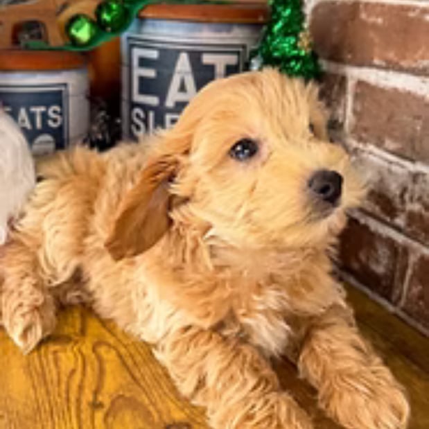 Images Puppies Direct