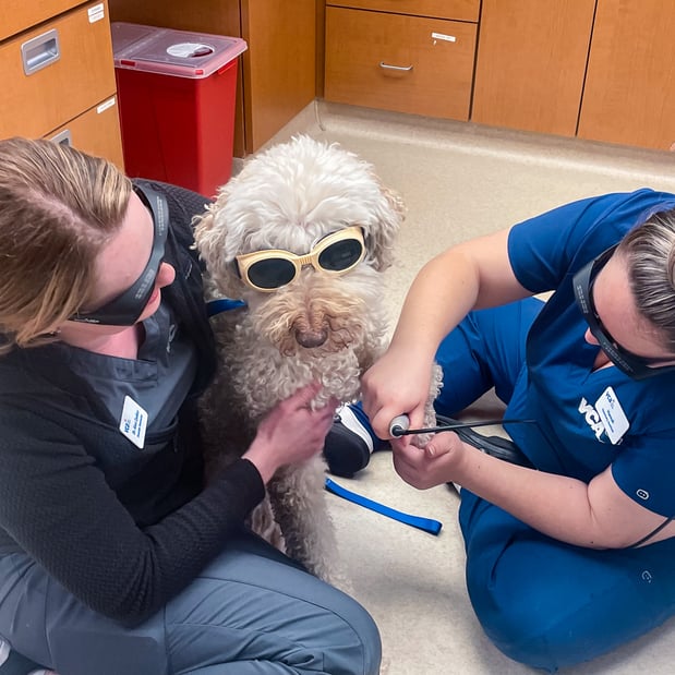 Images VCA Companion Animal Medical Center