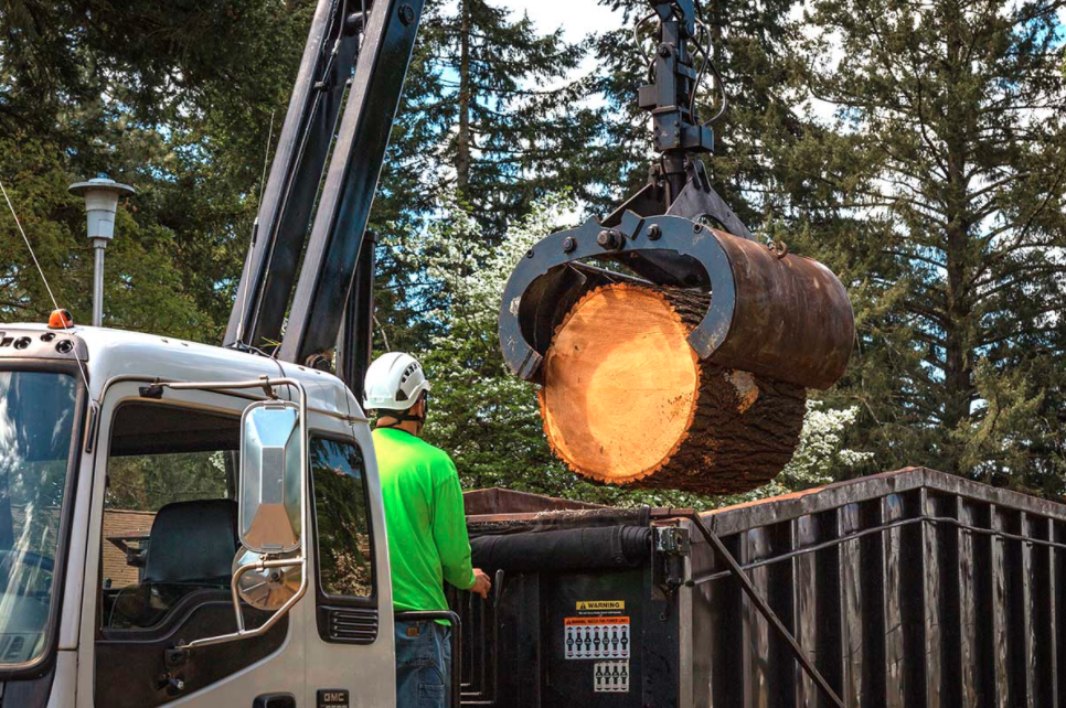 General Tree Service in Beaverton, OR - Stump Removal
