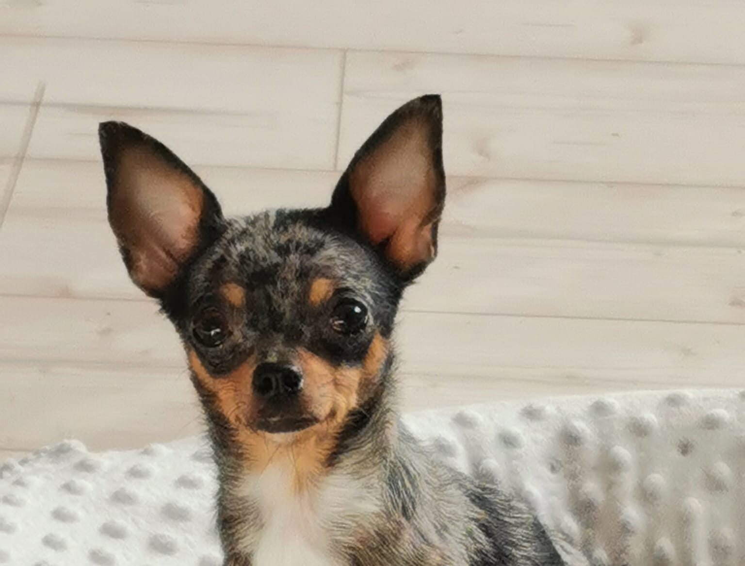 Labelle's Pfötchenparadies in Am Ettersberg