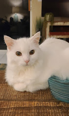 Images The Coastal Cat Resort And Spa