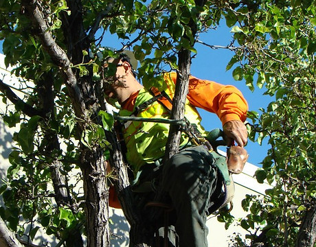 Images Pacific Tree Care