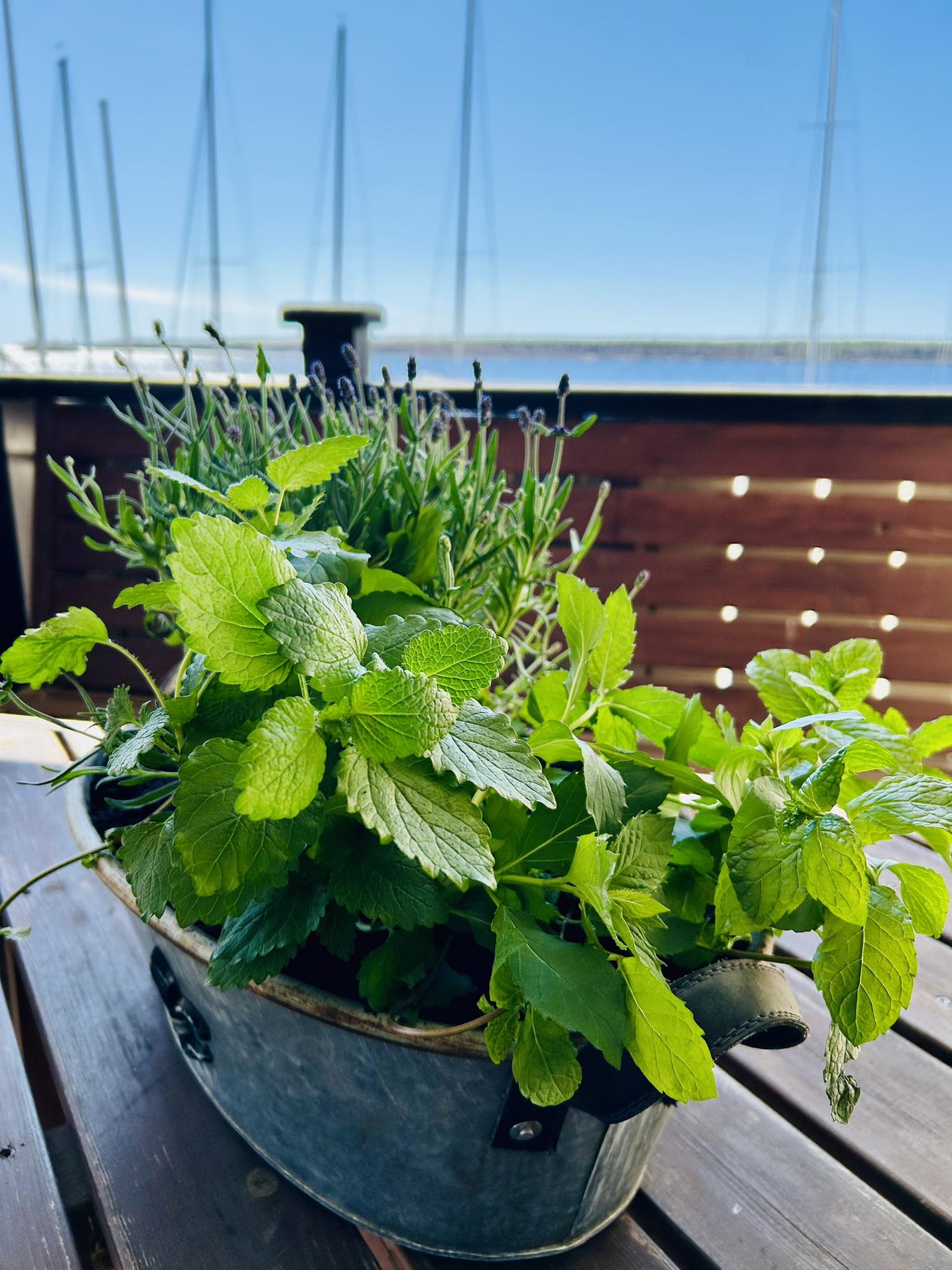 Images Ravintola Meritähti