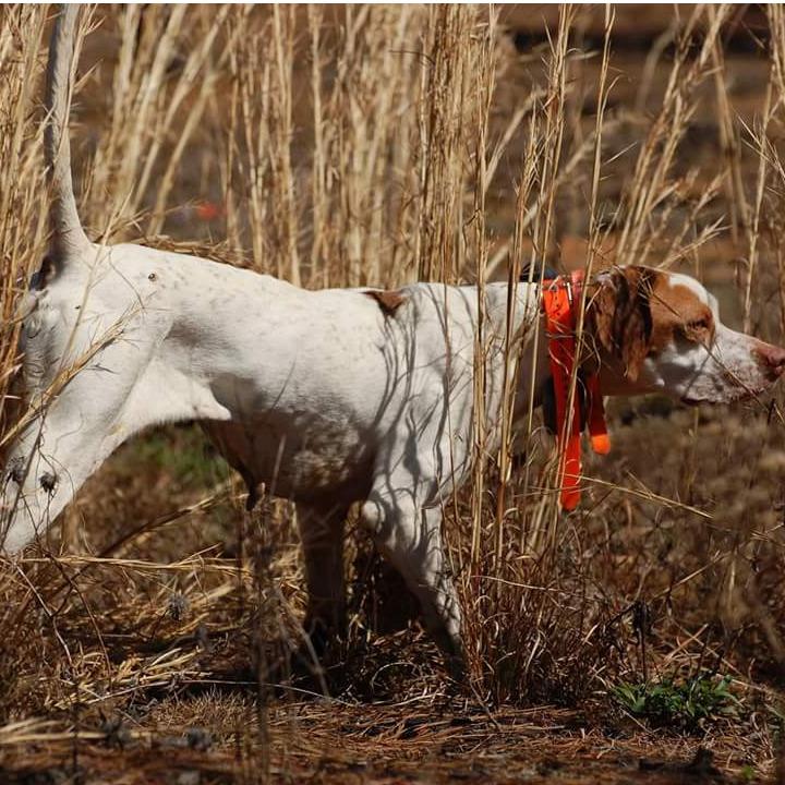 Piney Woods Hunting Lodge, LLC