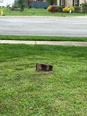 Images Tree Masters of Tennessee