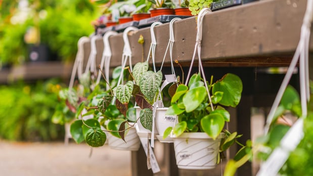 Images Mahoney's Garden Center