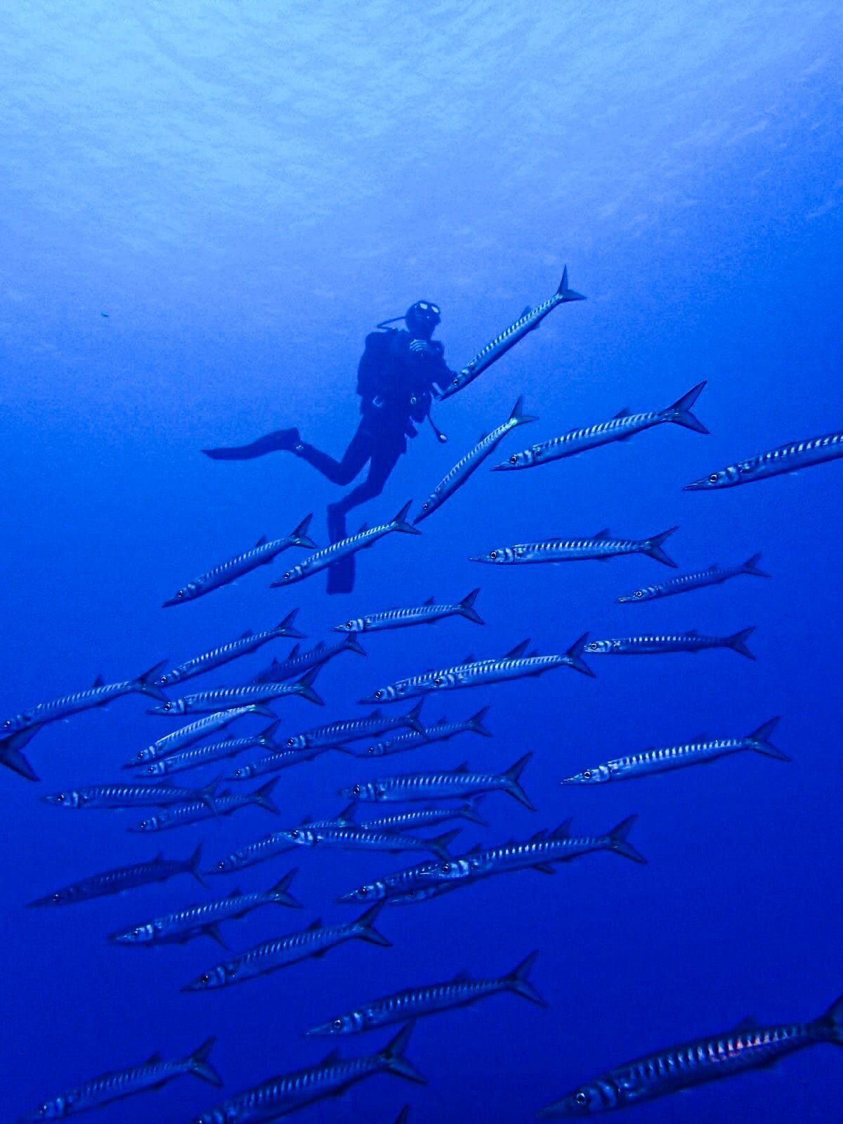 Images CENTRE D'IMMERSIÓ CAP DE CREUS