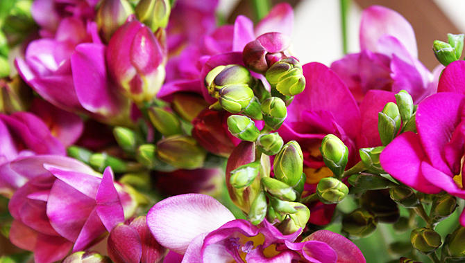 Blumenhaus Mäglin, Clarastrasse 50 in Basel