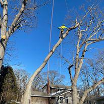Images LaChance Tree Professionals