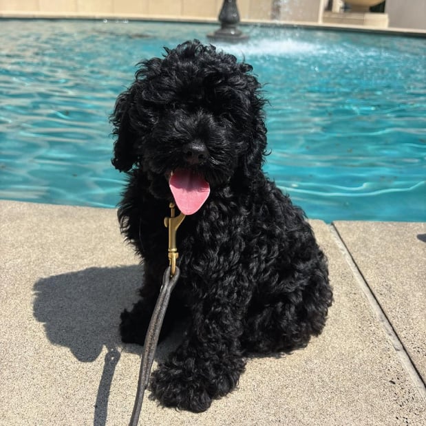 Images Prestige Dog Training