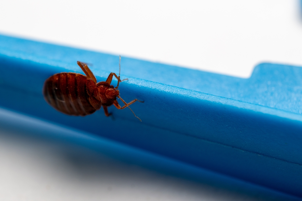 Small pest issues can turn into larger concerns when left unaddressed. Aim Pest Solutions focuses on residential pest control for homes in Batavia, Ohio across the Greater Cincinnati area, offering practical solutions without overcomplicating the process. An experienced exterminator can step in at the right time. Call to get started.