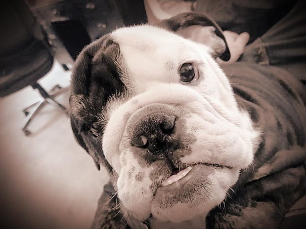 Images Bulldog Roofing