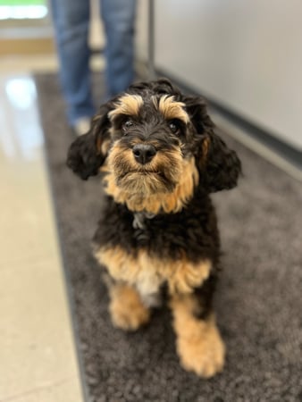 Images VCA Green Animal Hospital