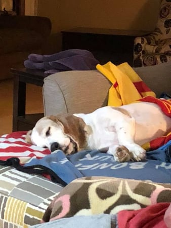 Images Happy Basset Brewing Co