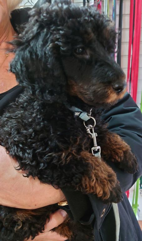 Images Smulan & Josefin