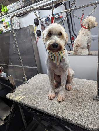 Images Kontota of Central Houston - Mobile Dog Grooming