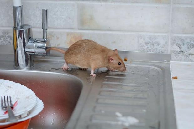 Images Pest Detective MN