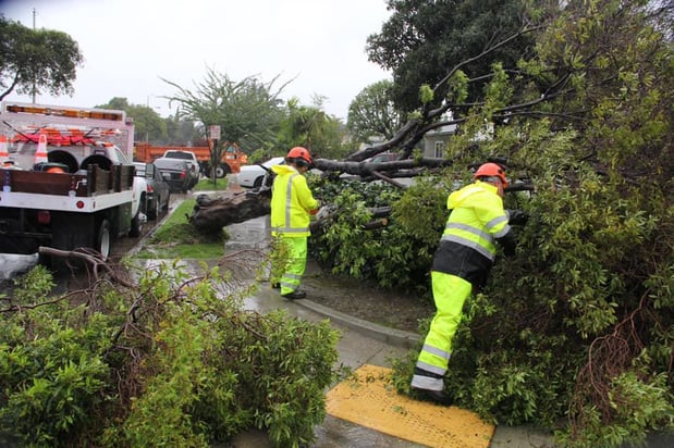 Images Thorn Forest Products