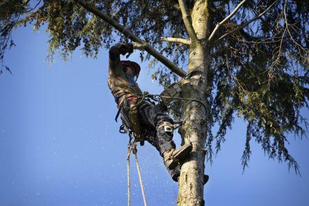 Images Branching Out Tree Services
