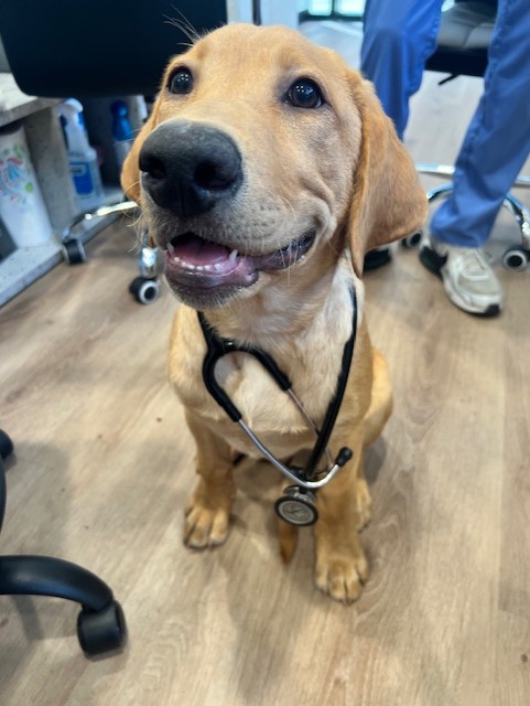 CityVet | Carmel dog client!