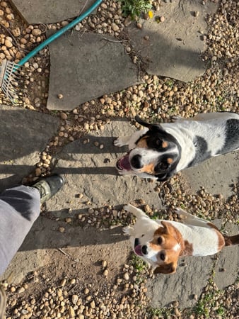 Images Poopie Scoopers r-us Sir Scoop