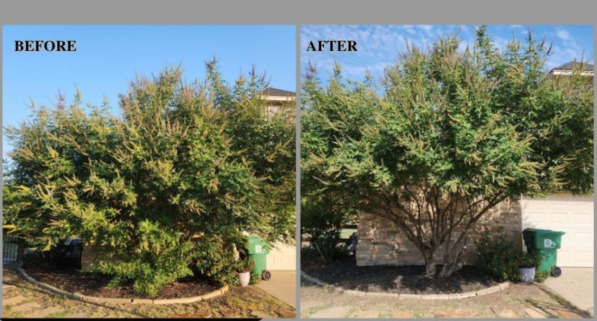 Before and after of trimmed tree in Denton, Texas