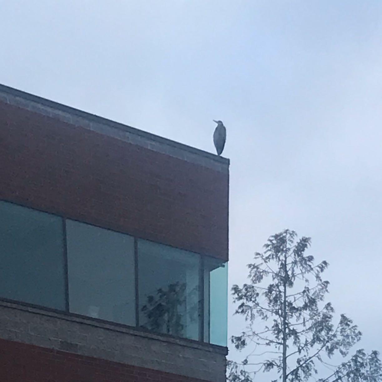 Great Blue Heron perched right above our offices today for a great vantage point. Maybe you could benefit from an overview as well?