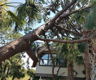 Images Ken's Tree Service