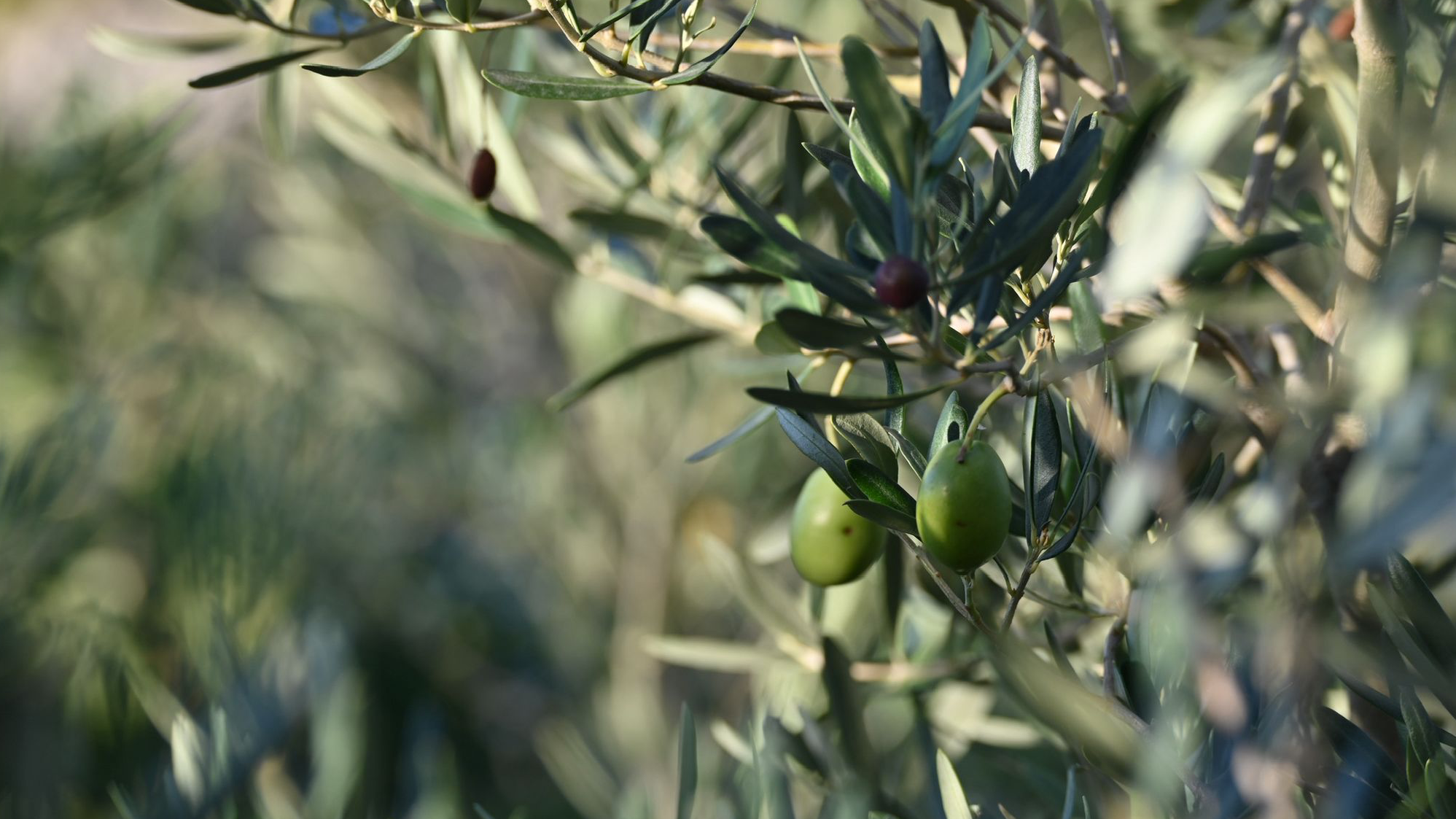 Foto's RobertSiedenburg.com