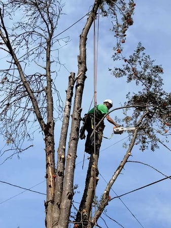 Images Aspen Tree Service, LLC