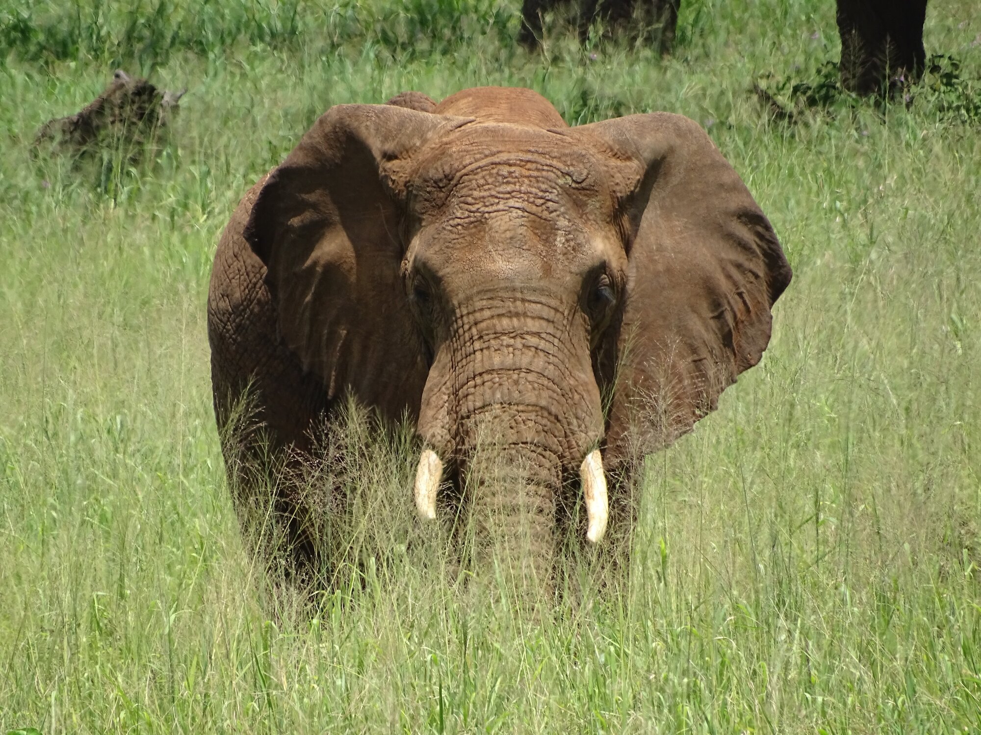 Go n joy Africa, Hönower Straße 35 in Berlin