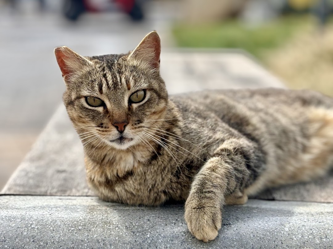 Bild 11 von mel4animal - Melanie Leikam