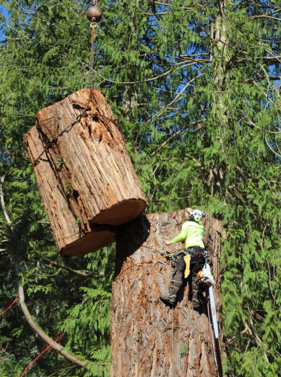 White's Tree Care Image