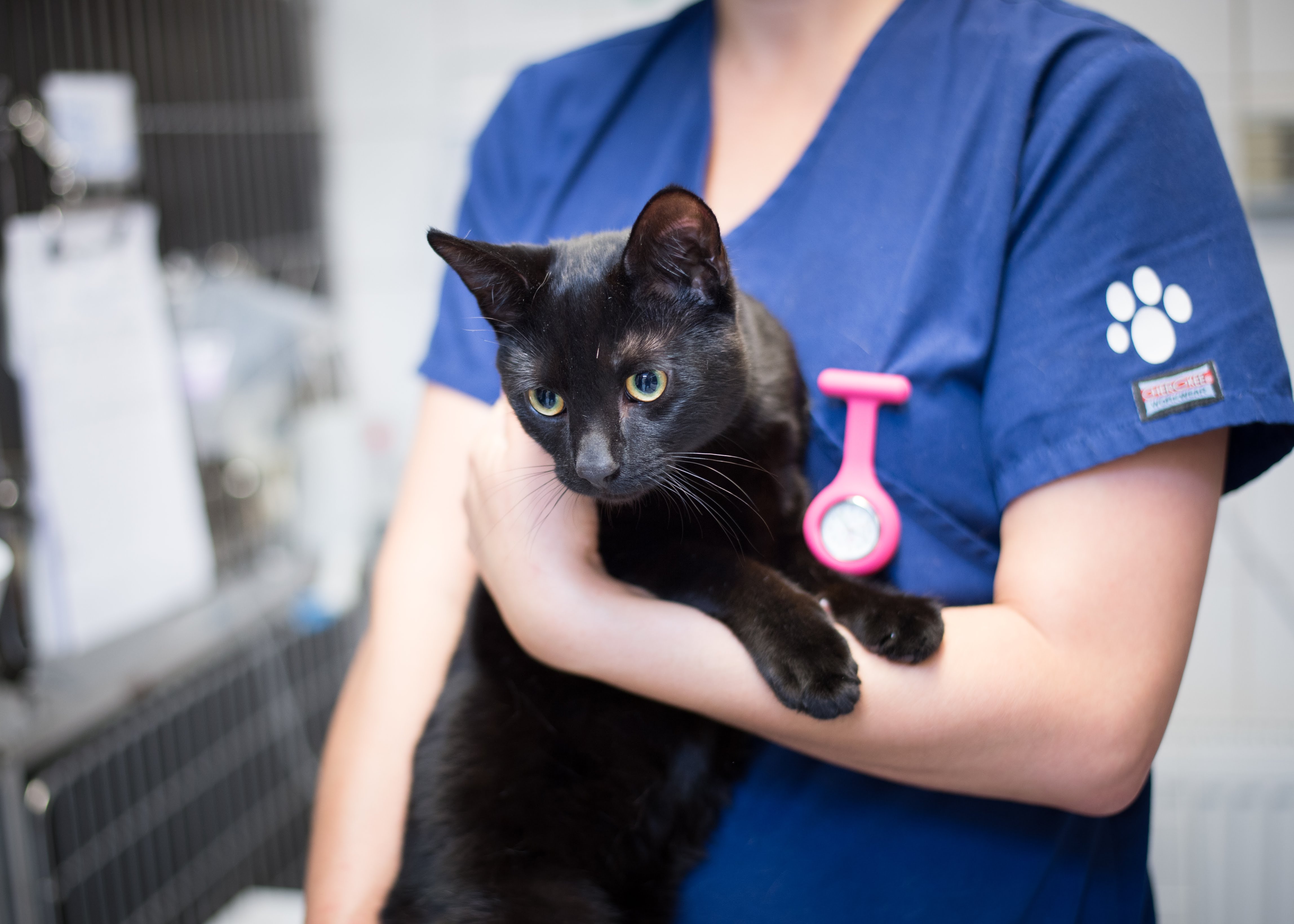 Images Streatham Hill Veterinary Surgery
