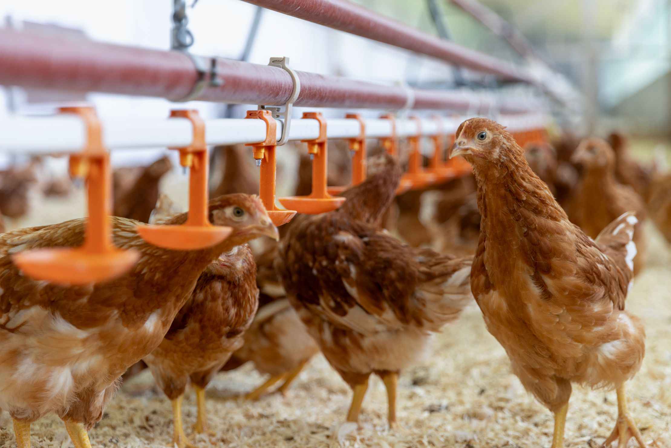 Bilder Soller Junghennen AG