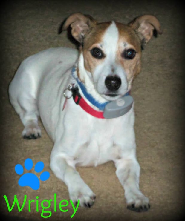 Images Whiskers 'N Paws In Home Pet Sitting