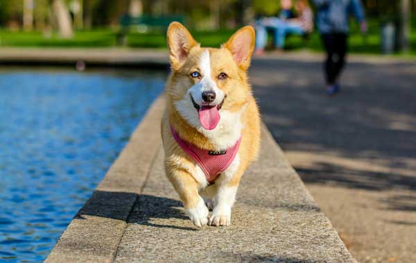 For nearly 40 years, dogs have been central to my happiness and well-being.