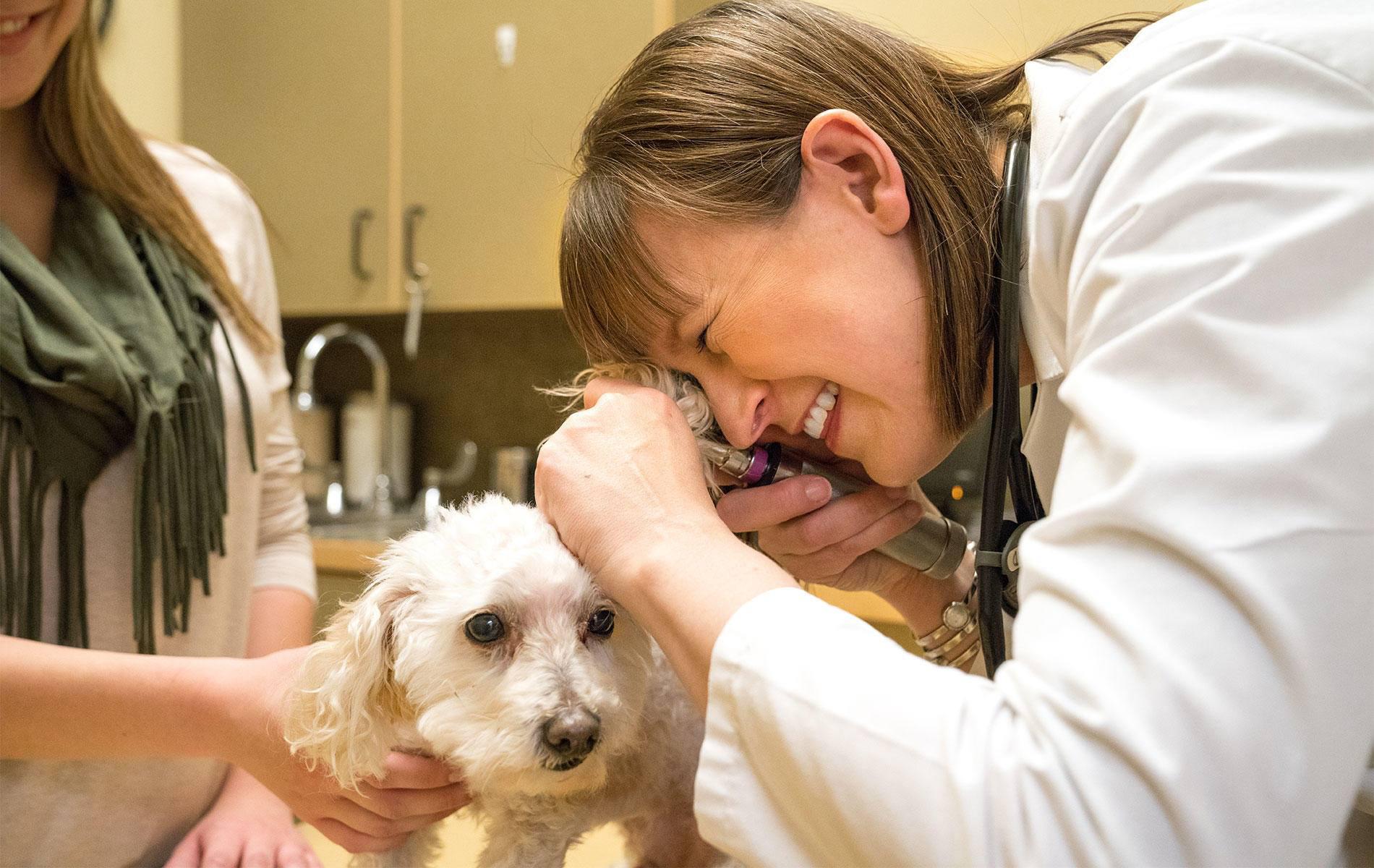 Toby and his owner visiting their local animal clinic to get his ear infection examined by Dr. Amy Haarstad.