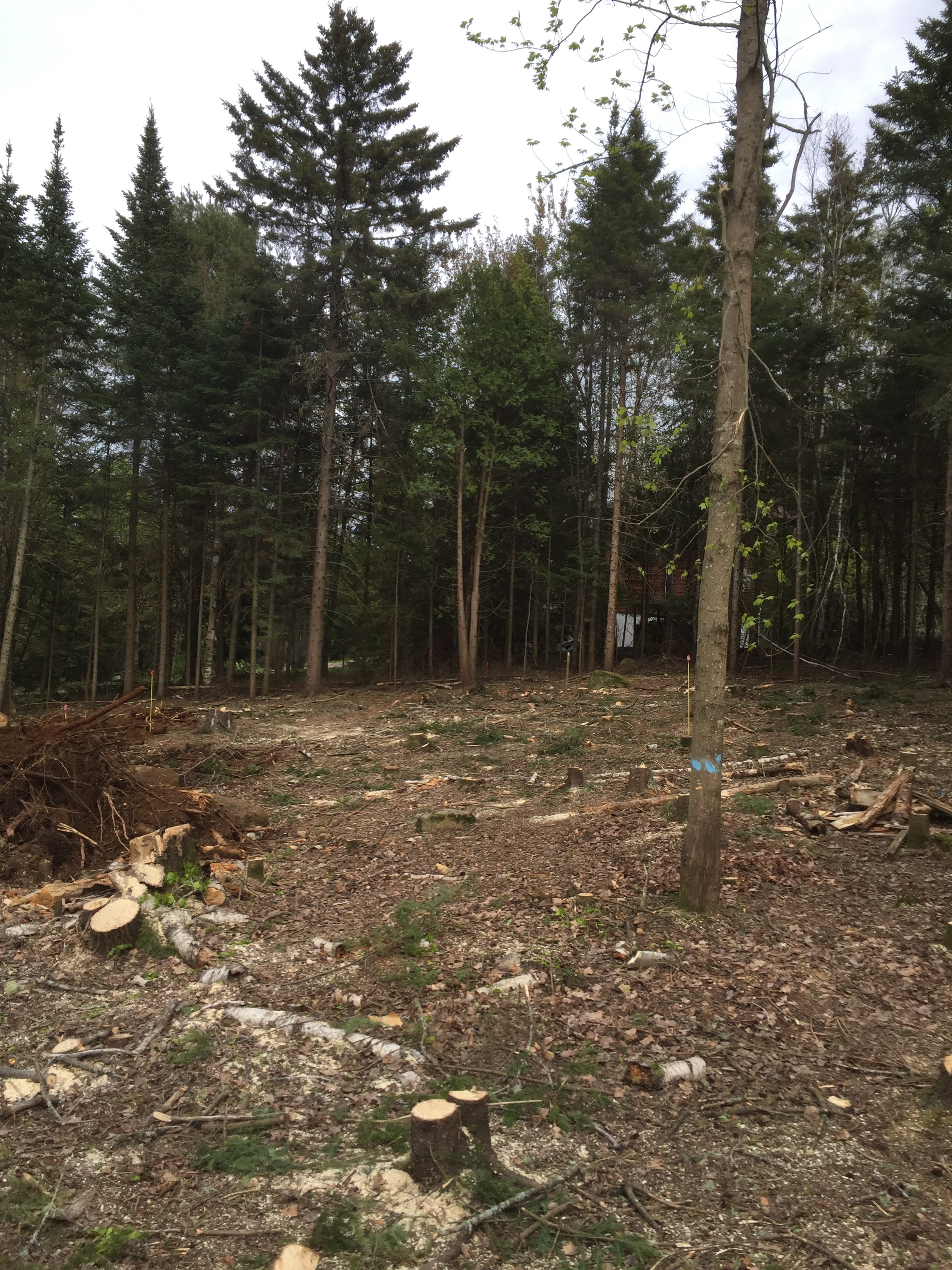 Images Élagage Frère d'Arbres