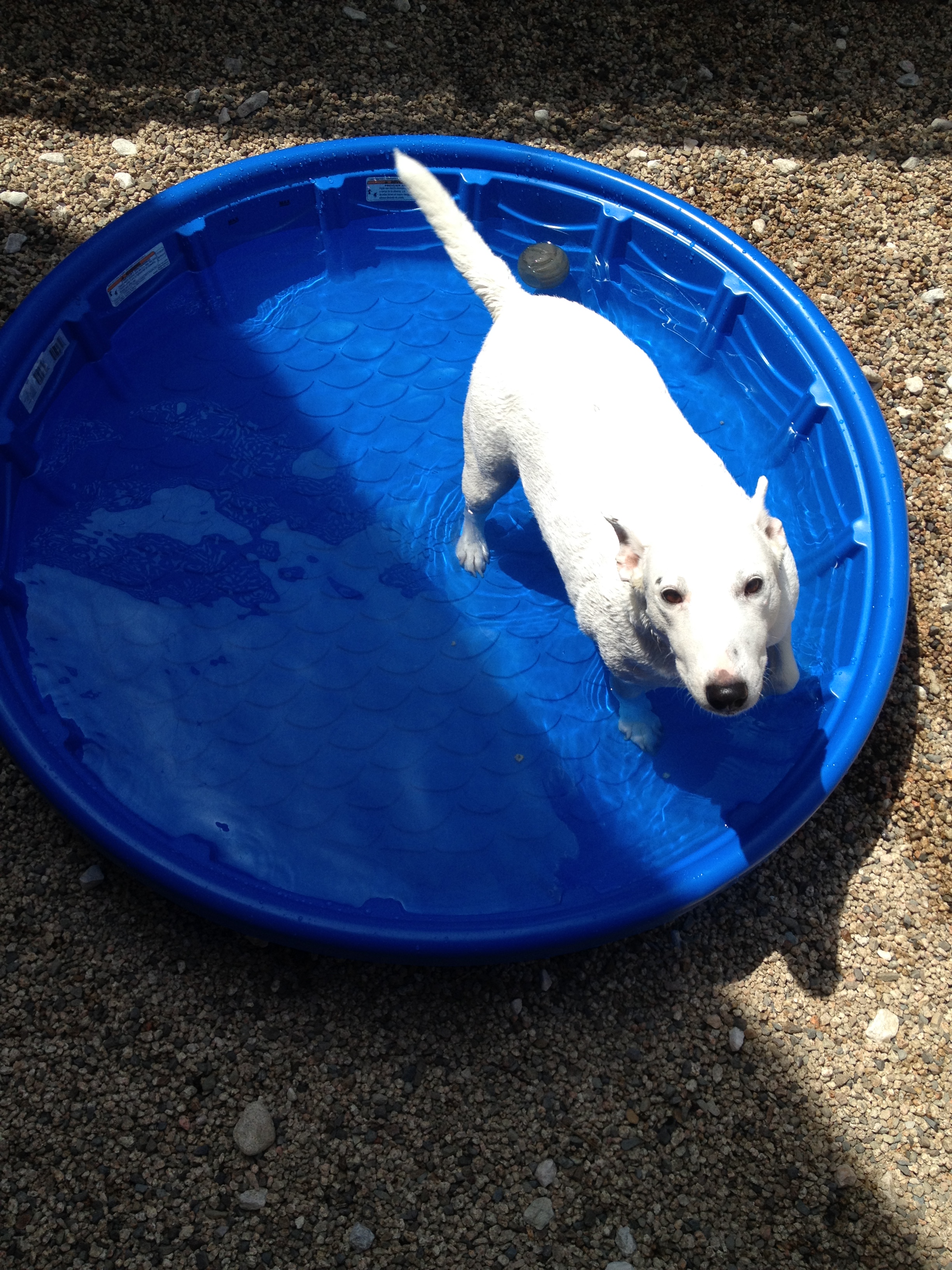 Water time - Boarding VCA College Park - Ana Brook Animal Hospital Cypress (714)576-2069