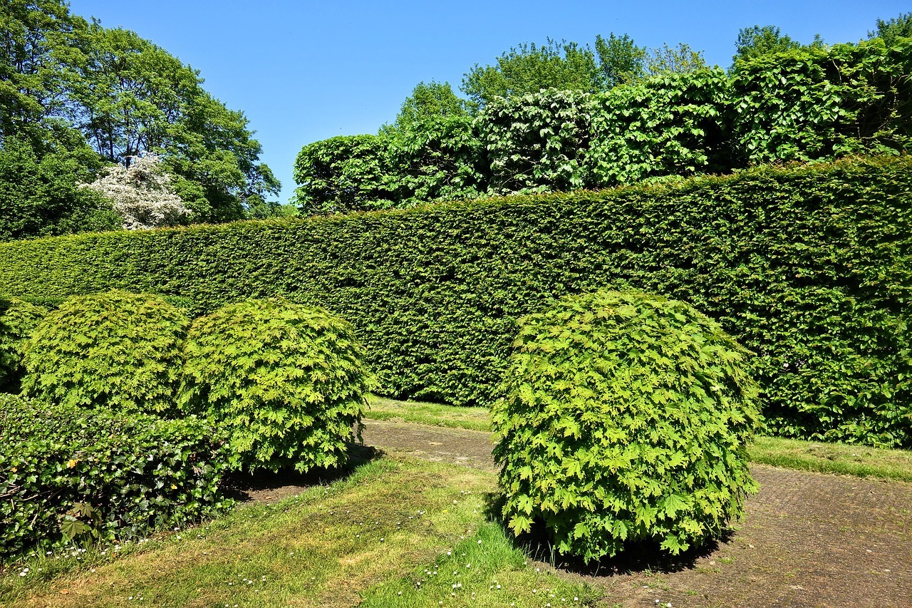 Images Canopée Service d'Arboriculture