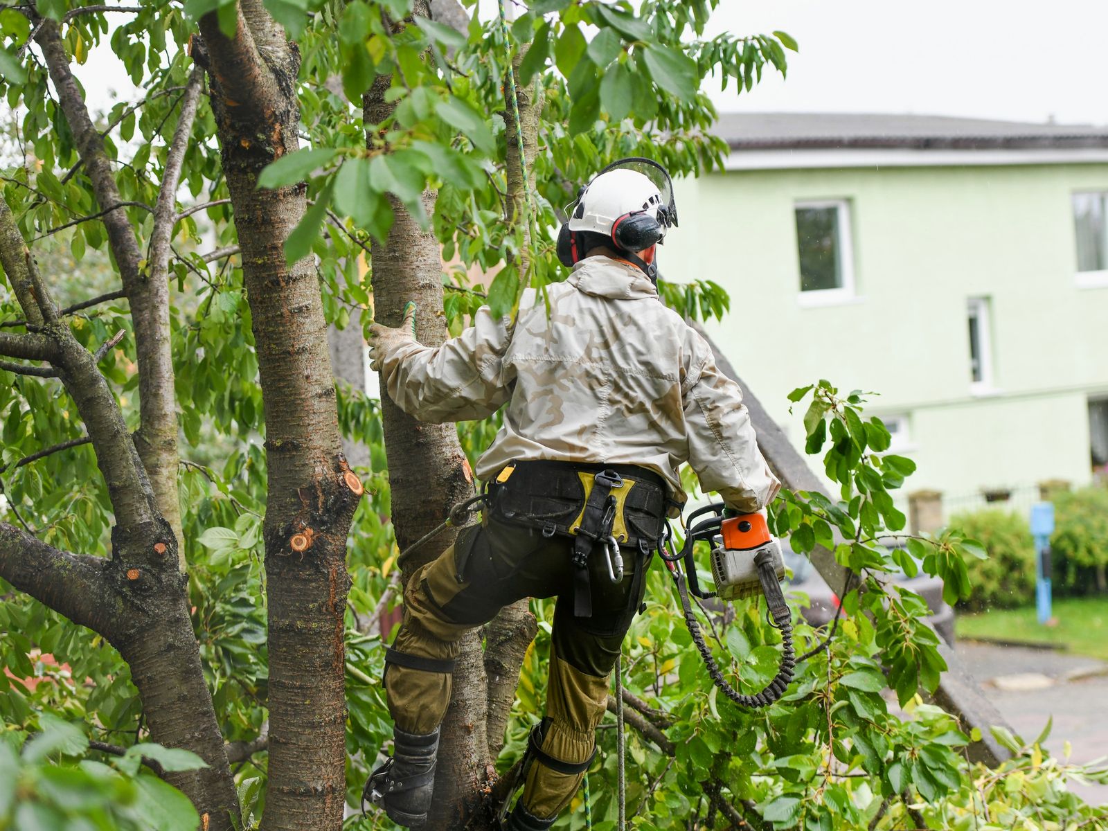 Ismael's Tree Service