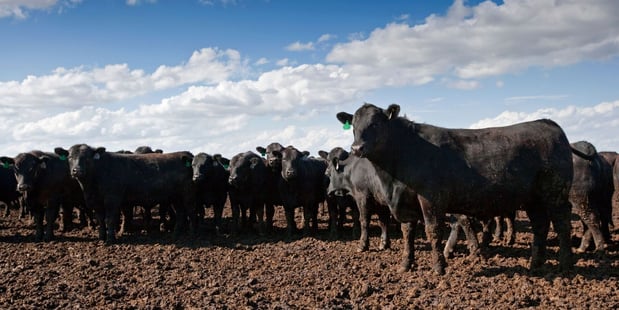 Images Profectus Livestock Solutions