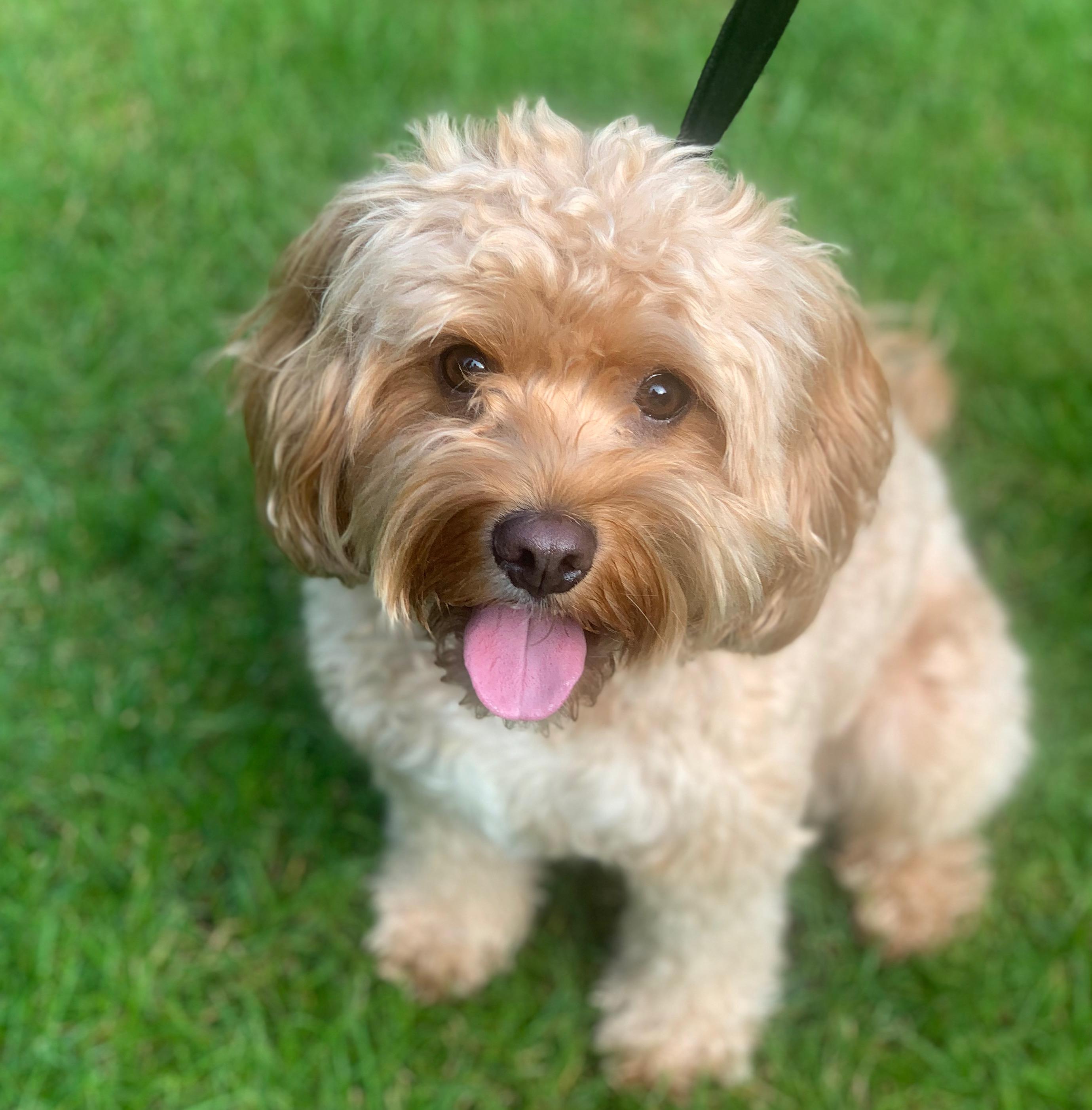 Images Pet People Vets - East Sheen