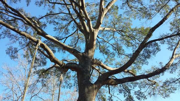Images TNT Tree Service