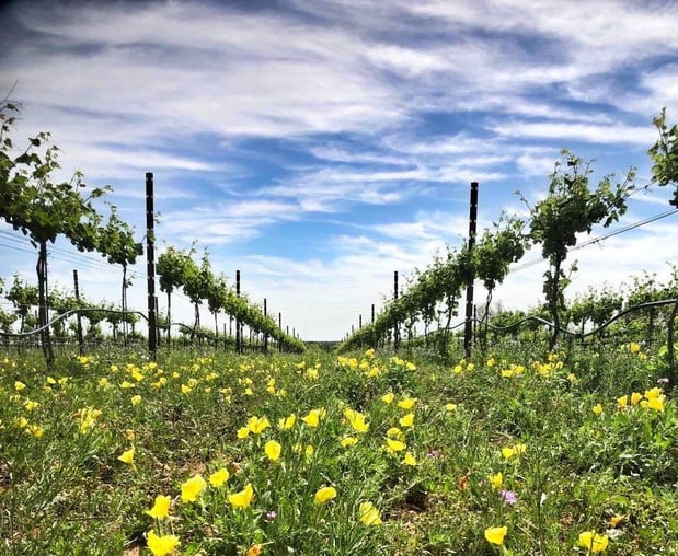 Images Robert Clay Vineyards Estate Winery & Tasting Room